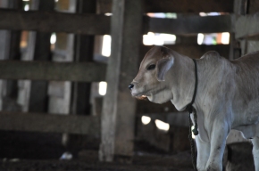 new born calf costa rica ternero 