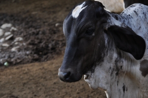 calf - ternero costa rica finca bijagual cattle cute cows